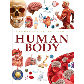Knowledge Encyclopedia - Human Body