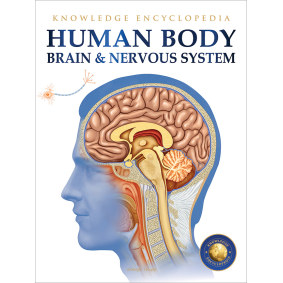 Human Body - Brain And Nervous System: Knowledge Encyclopedia For Children